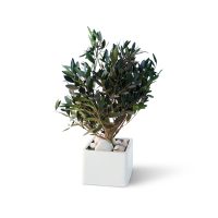 Cubique Petit Modèle 1015